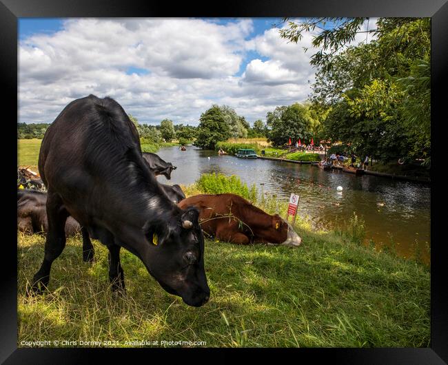Cows on the Shore of the River Stour in Dedham, Essex Framed Print by Chris Dorney