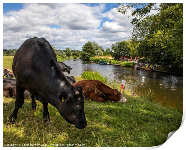 Cows on the Shore of the River Stour in Dedham, Essex Print by Chris Dorney