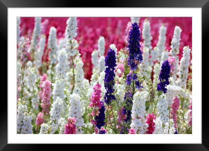 A field of Delphiniums Framed Mounted Print by Susan Snow