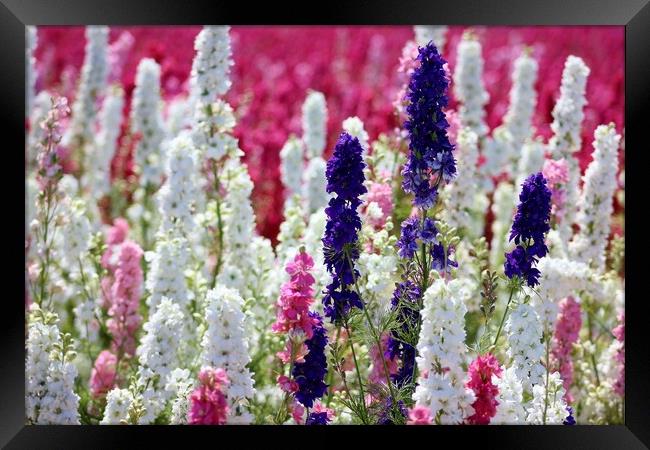 A field of Delphiniums Framed Print by Susan Snow