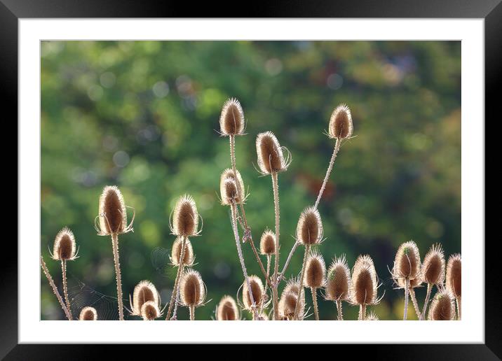 Teasel Seed Heads Framed Mounted Print by Susan Snow