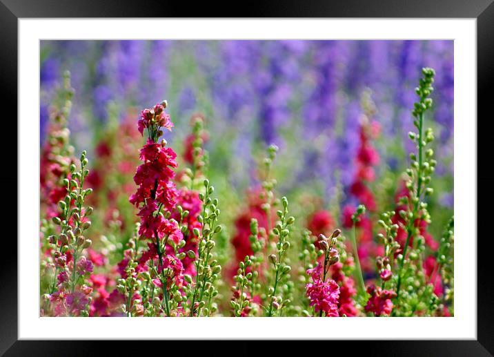Colourful Delphiniums Framed Mounted Print by Susan Snow