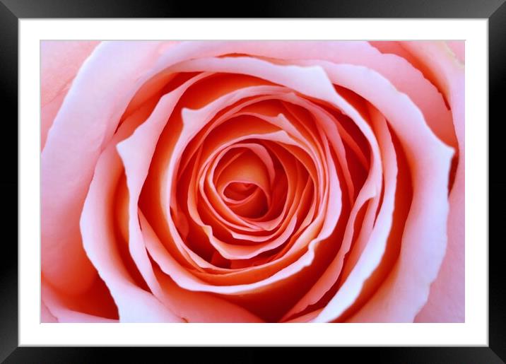 Pink Rose Framed Mounted Print by Susan Snow