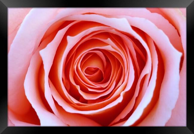 Pink Rose Framed Print by Susan Snow