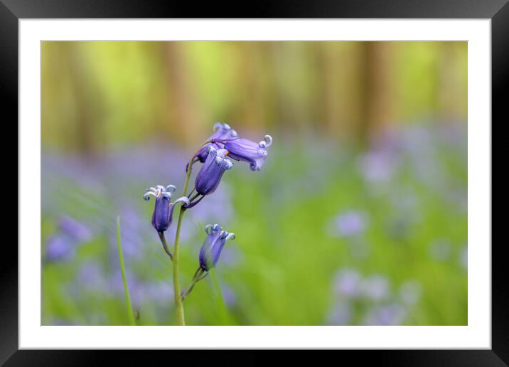 Cheltenham Bluebell Wood Framed Mounted Print by Susan Snow