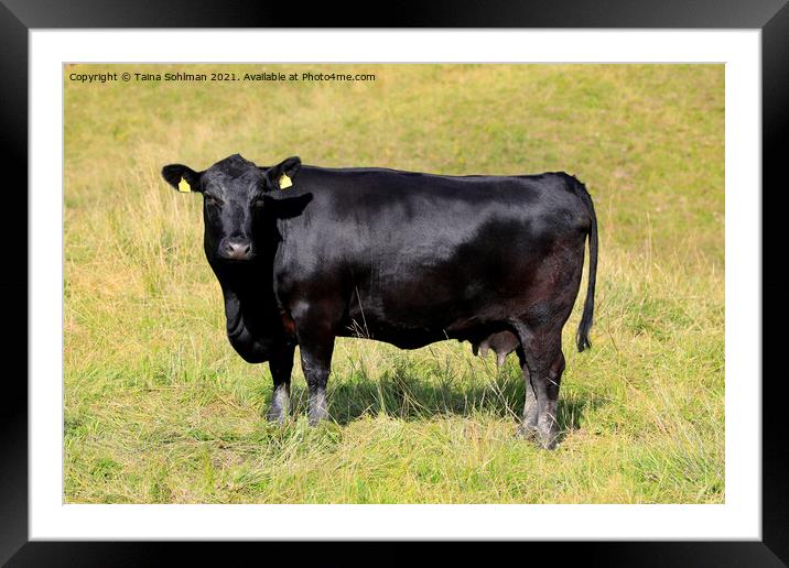 Black Cow in Meadow Framed Mounted Print by Taina Sohlman