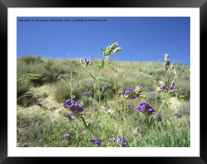 Wild flowers on mountain, Framed Mounted Print by Ali asghar Mazinanian