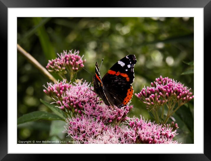 Admiral Butterfly on tree Framed Mounted Print by Ann Biddlecombe