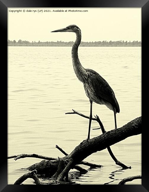 on the look out Framed Print by dale rys (LP)