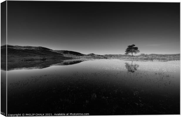 lone tree at Kelly hall tarn in the lake district black and white  570 Canvas Print by PHILIP CHALK