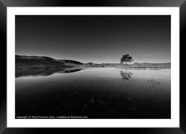 lone tree at Kelly hall tarn in the lake district black and white  570 Framed Mounted Print by PHILIP CHALK