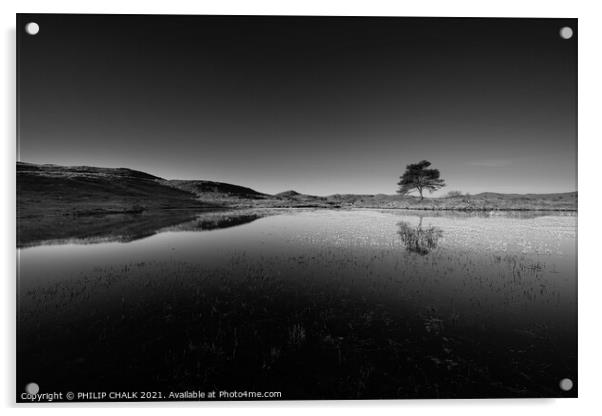lone tree at Kelly hall tarn in the lake district black and white  570 Acrylic by PHILIP CHALK