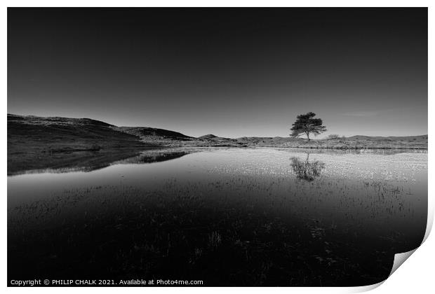 lone tree at Kelly hall tarn in the lake district black and white  570 Print by PHILIP CHALK