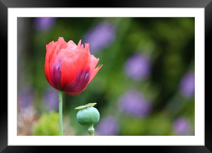 Springtime Poppy Framed Mounted Print by Susan Snow