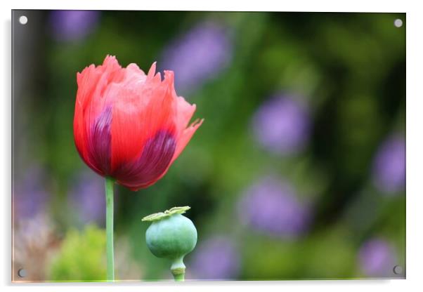 Springtime Poppy Acrylic by Susan Snow