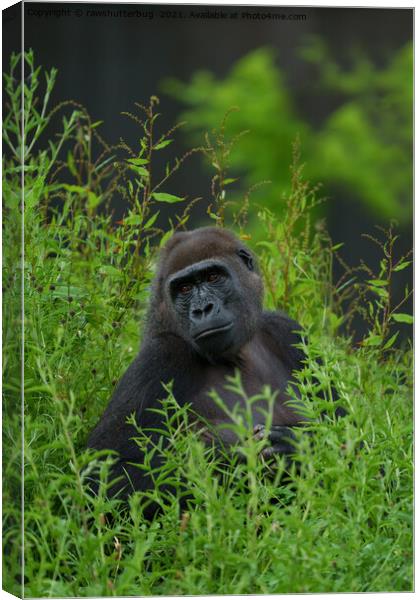 Gorilla In The Grass Canvas Print by rawshutterbug 