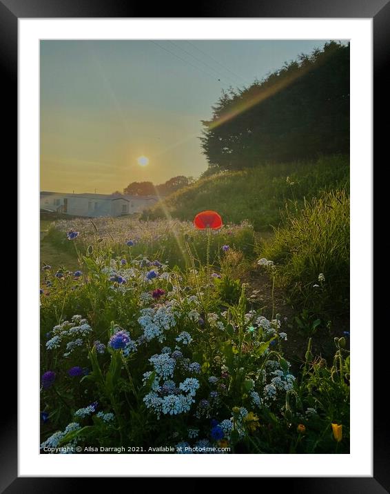 Wild Flowers at Sunset Framed Mounted Print by Ailsa Darragh