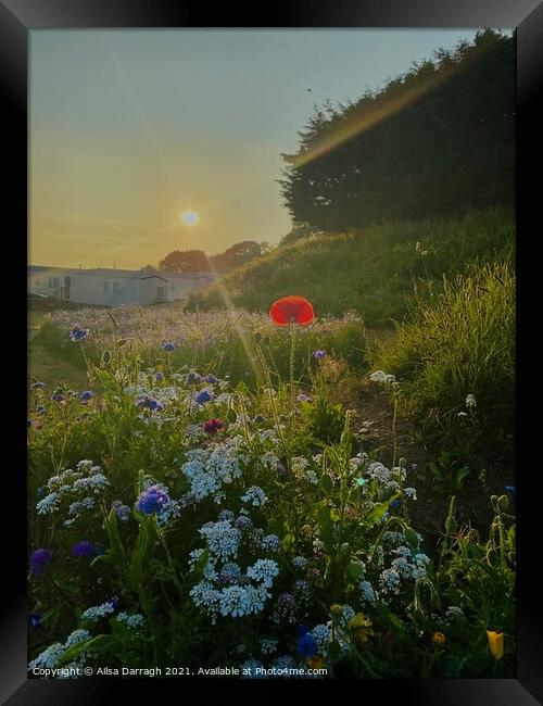Wild Flowers at Sunset Framed Print by Ailsa Darragh