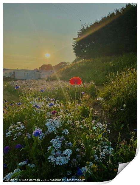 Wild Flowers at Sunset Print by Ailsa Darragh