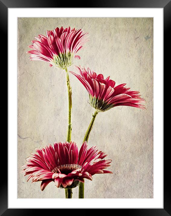 Gerbera Trio Framed Mounted Print by Aj’s Images
