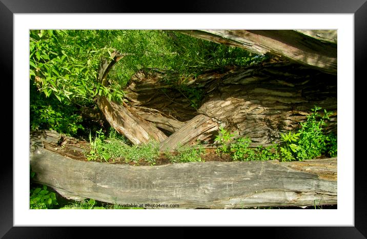 Tree Trunk Planter Framed Mounted Print by Stephanie Moore