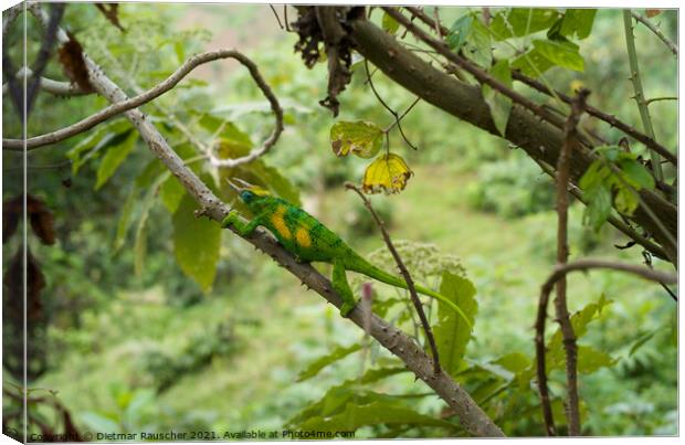 Bright Green Chameleon  Canvas Print by Dietmar Rauscher