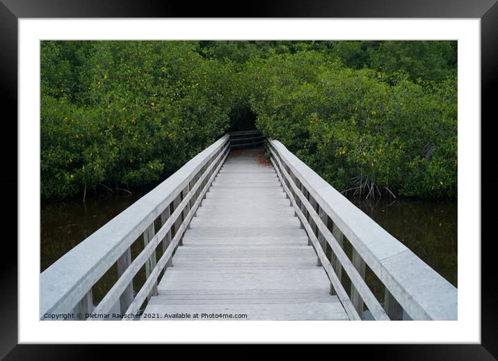 White Boardwalk in the Everglades, Florida, USA Framed Mounted Print by Dietmar Rauscher