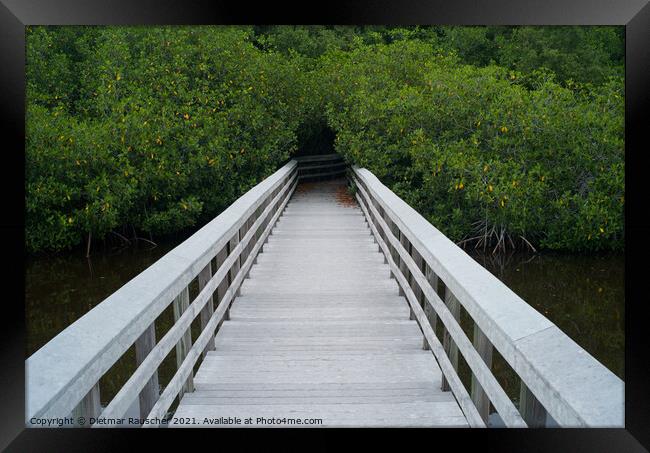 White Boardwalk in the Everglades, Florida, USA Framed Print by Dietmar Rauscher