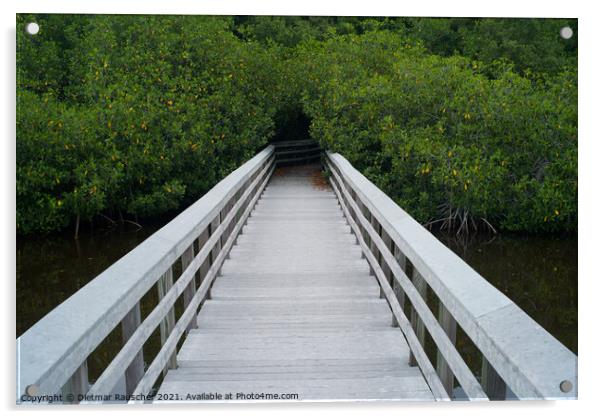 White Boardwalk in the Everglades, Florida, USA Acrylic by Dietmar Rauscher