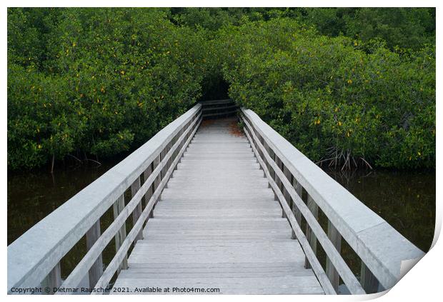 White Boardwalk in the Everglades, Florida, USA Print by Dietmar Rauscher