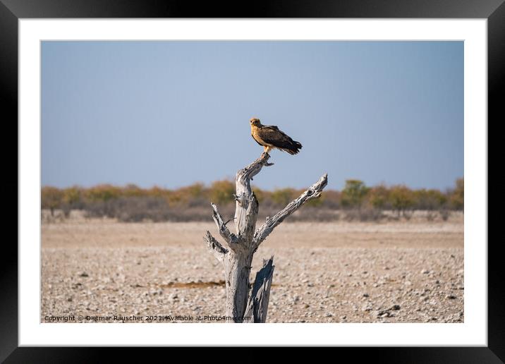 Tawny Eagle Sitting on Dead Tree in Etosha National PArk, Namibia Framed Mounted Print by Dietmar Rauscher