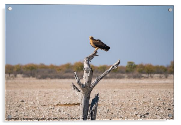 Tawny Eagle Sitting on Dead Tree in Etosha National PArk, Namibia Acrylic by Dietmar Rauscher