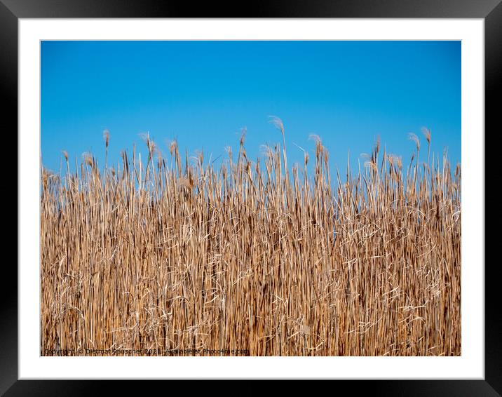 Background of Reeds and Blue Sky Framed Mounted Print by Dietmar Rauscher