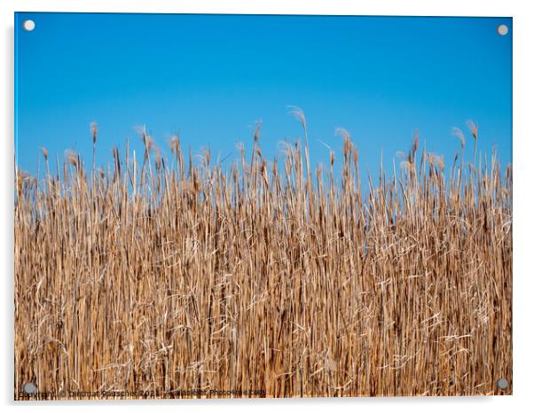Background of Reeds and Blue Sky Acrylic by Dietmar Rauscher