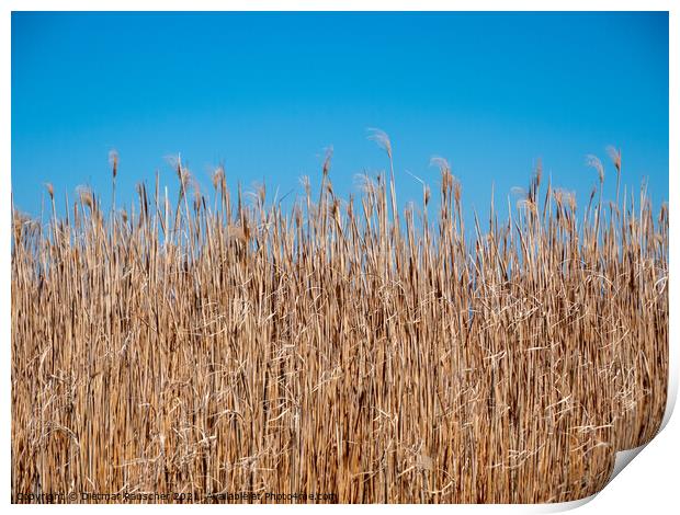 Background of Reeds and Blue Sky Print by Dietmar Rauscher