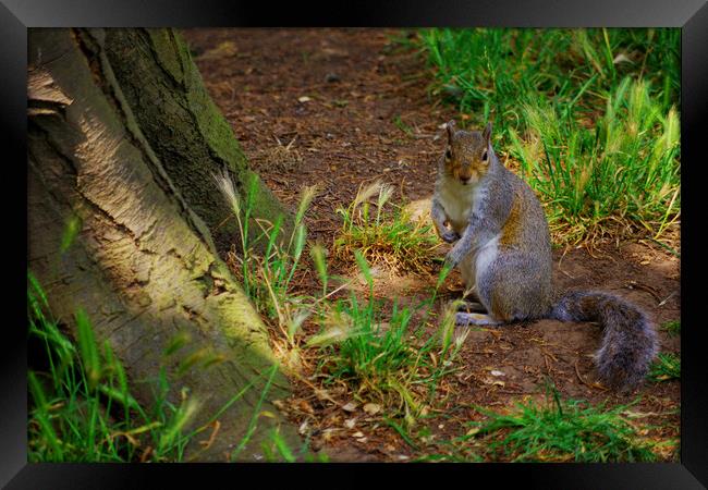 Squirrel in the Grass Framed Print by Ian Pettman