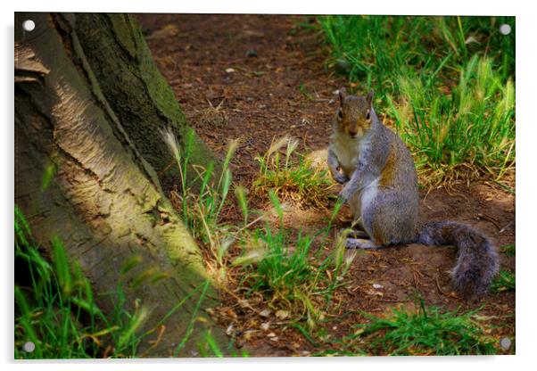 Squirrel in the Grass Acrylic by Ian Pettman