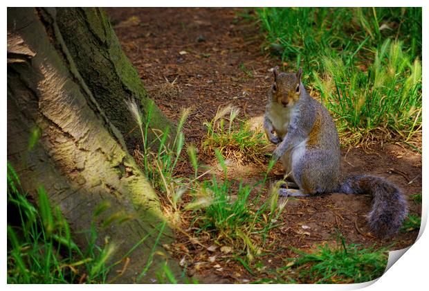 Squirrel in the Grass Print by Ian Pettman