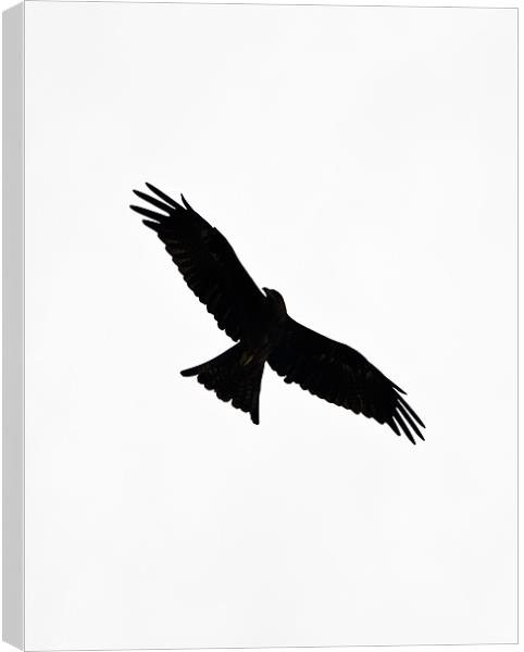 bird in flight Canvas Print by Hassan Najmy