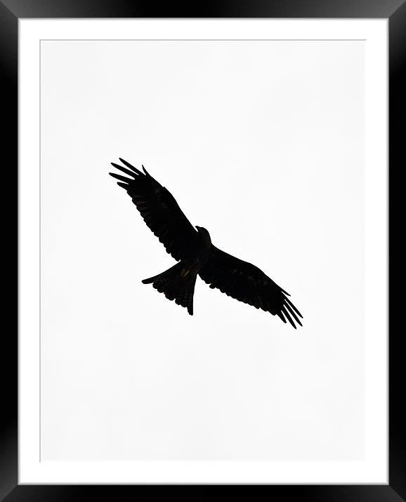 bird in flight Framed Mounted Print by Hassan Najmy
