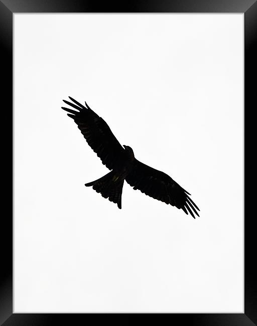 bird in flight Framed Print by Hassan Najmy