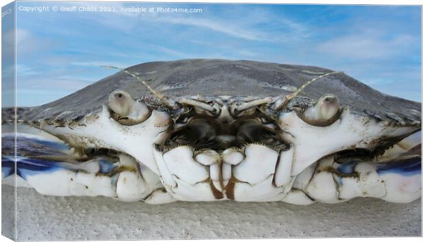  Blue Swimmer Crab  Very Closeup Canvas Print by Geoff Childs