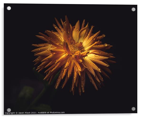 Dark Flowers Acrylic by Jason Atack