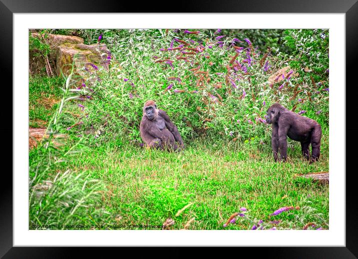 gorilla fell out with friend Framed Mounted Print by simon cowan