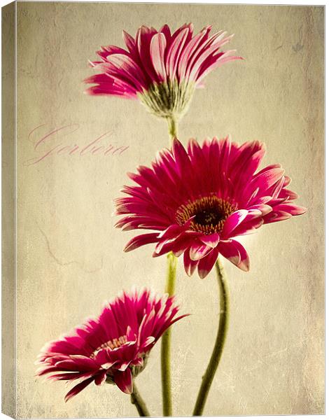 Gerbera Fountain Canvas Print by Aj’s Images