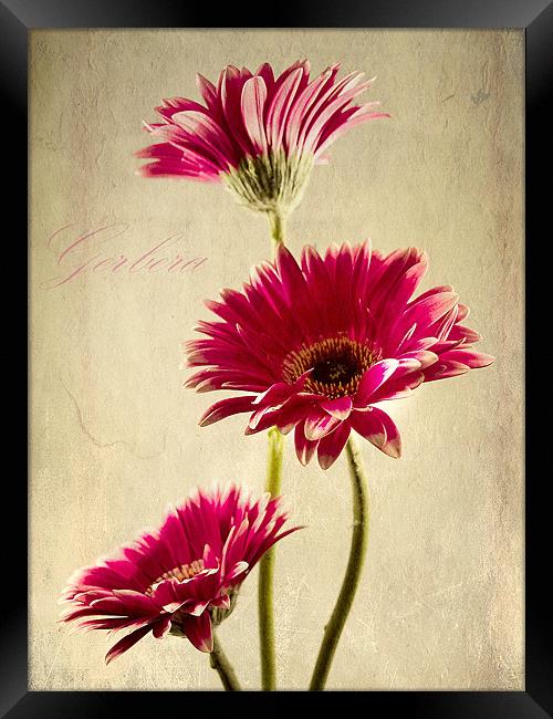 Gerbera Fountain Framed Print by Aj’s Images
