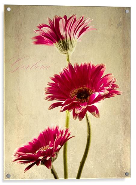 Gerbera Fountain Acrylic by Aj’s Images
