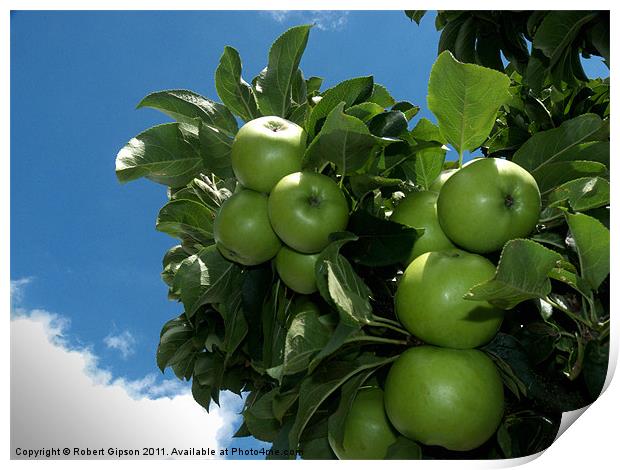 Apple Tree Print by Robert Gipson