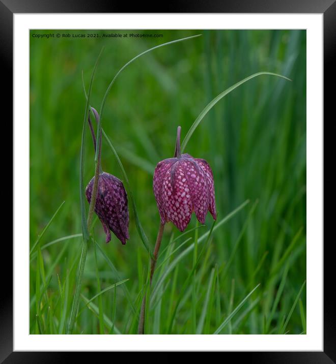 Defiant Checkered Lily: A Dance of Beauty Framed Mounted Print by Rob Lucas