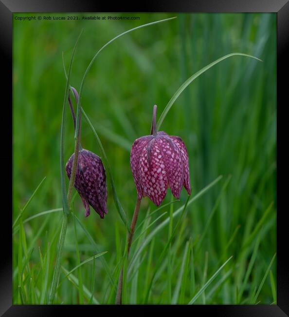 checkered lily Framed Print by Rob Lucas
